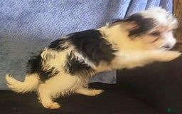 Yorkiepoo dogs for sale: Shirley - Image 8