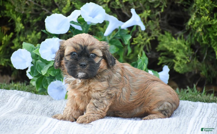 Cavapoo dogs for sale - Ad 5