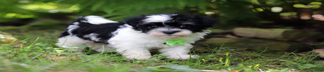 Rex