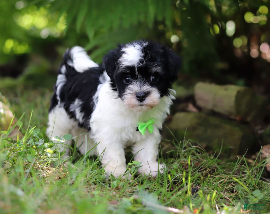 Havanese dogs for sale: Rex - Image 2