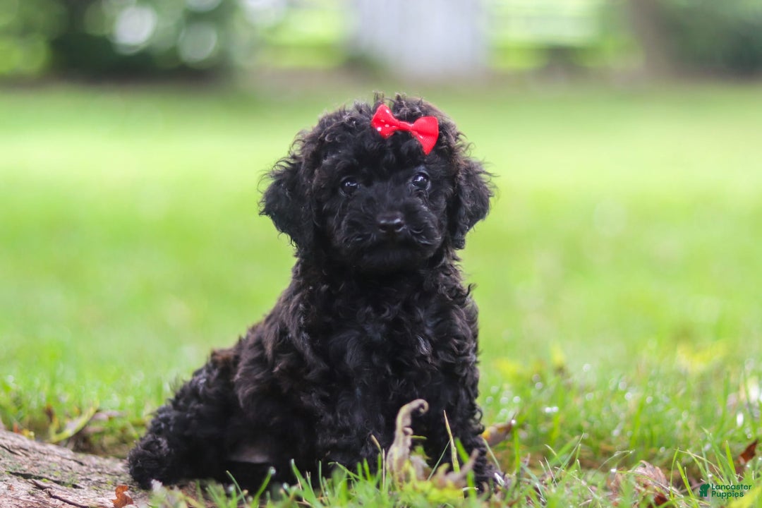 Miniature Poodle dogs for sale: Evelyn - Image 5