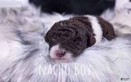 Mini Bernedoodle dogs for sale: Nacho - Image 2
