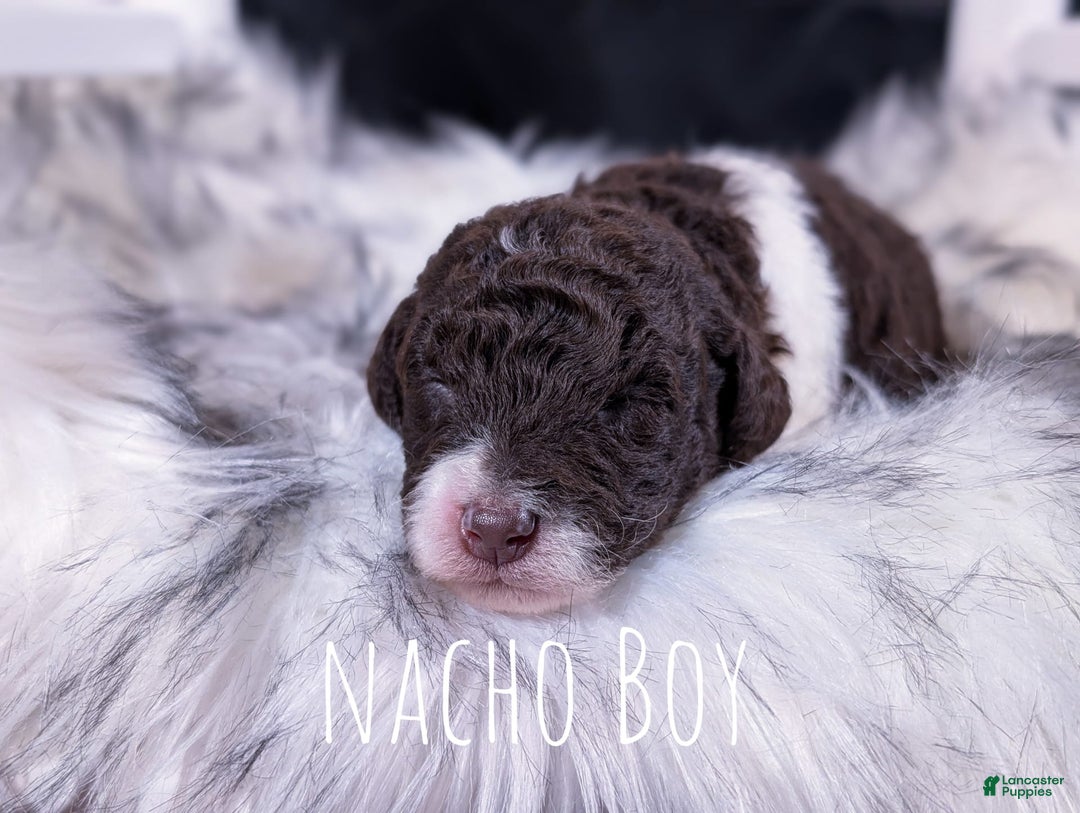 Mini Bernedoodle dogs for sale: Nacho - Image 2