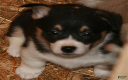 Welsh Corgi Pembroke dogs for sale: Puppy 5 - Image 3