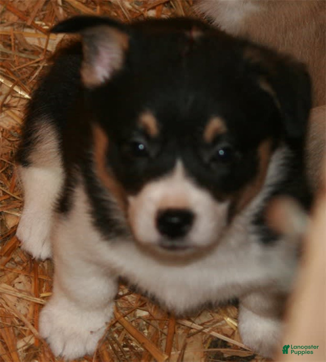 Welsh Corgi Pembroke dogs for sale: Puppy 5 - Image 3