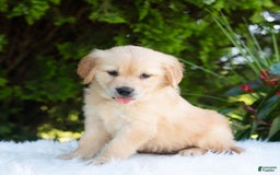Golden Retriever dogs for sale: Hazel - Image 3