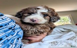 Bernedoodle dogs for sale: Dolly - Image 3