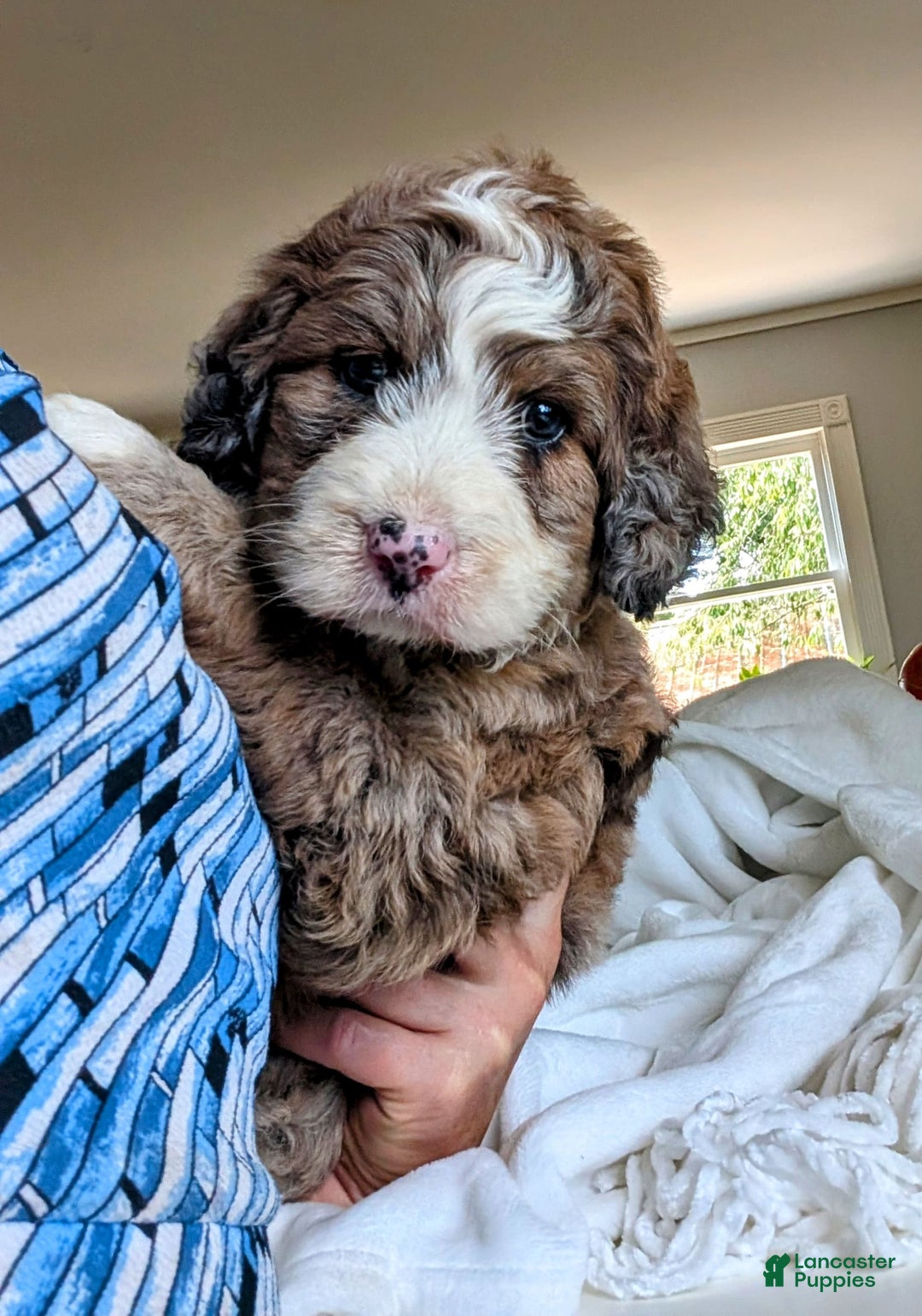 Bernedoodle dogs for sale: Dolly - Image 3