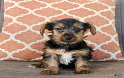 Yorkshire Terrier dogs for sale: Grayson - Image 5