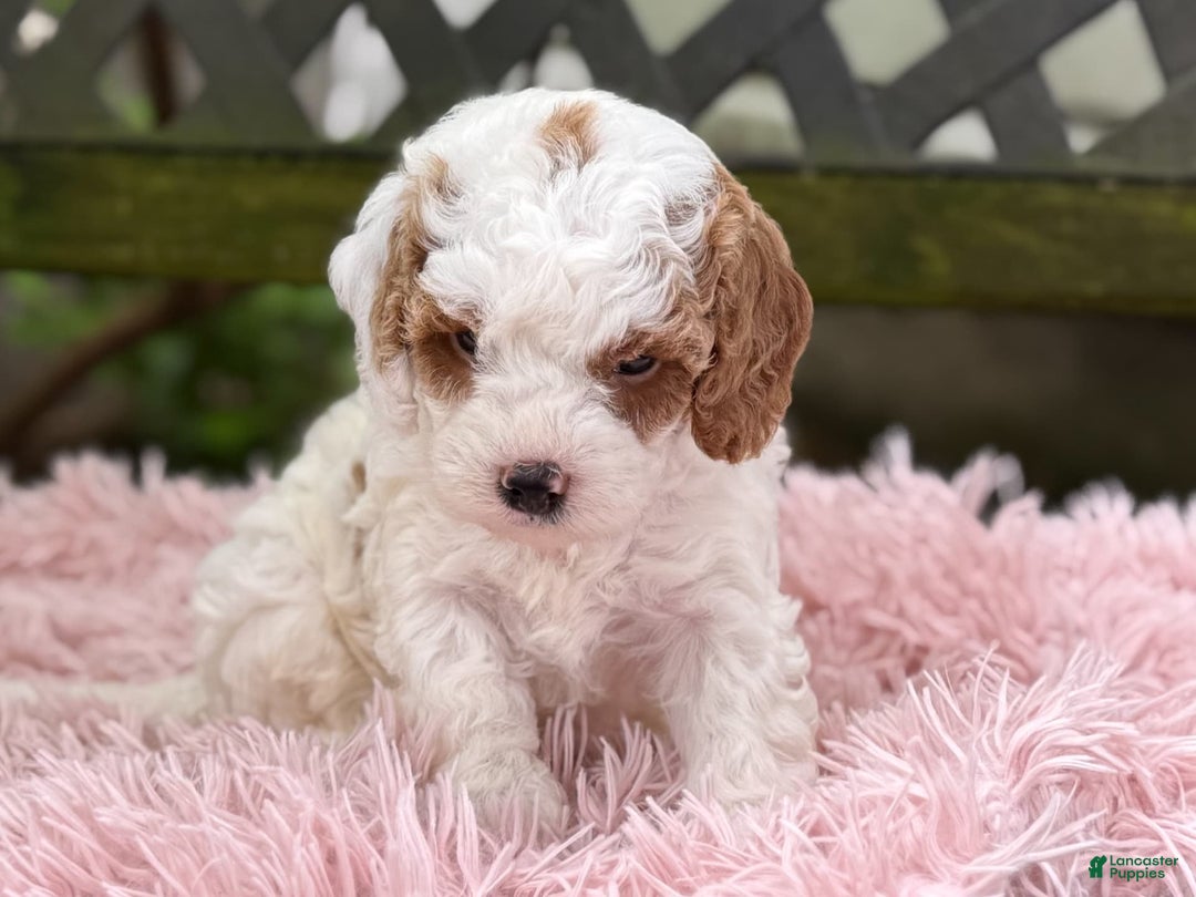 Cavapoo dogs for sale: Bianca - Image 4