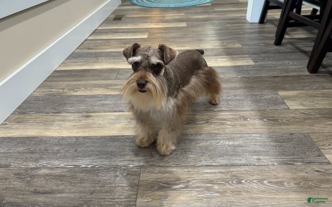 Miniature Schnauzer dogs for sale: Fancy Female 1 Akc Liver Color - Image 7