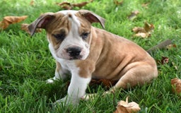 Beabull dogs for sale: Dozer - Image 2