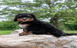 Bernedoodle dogs for sale: Sage - Image 2