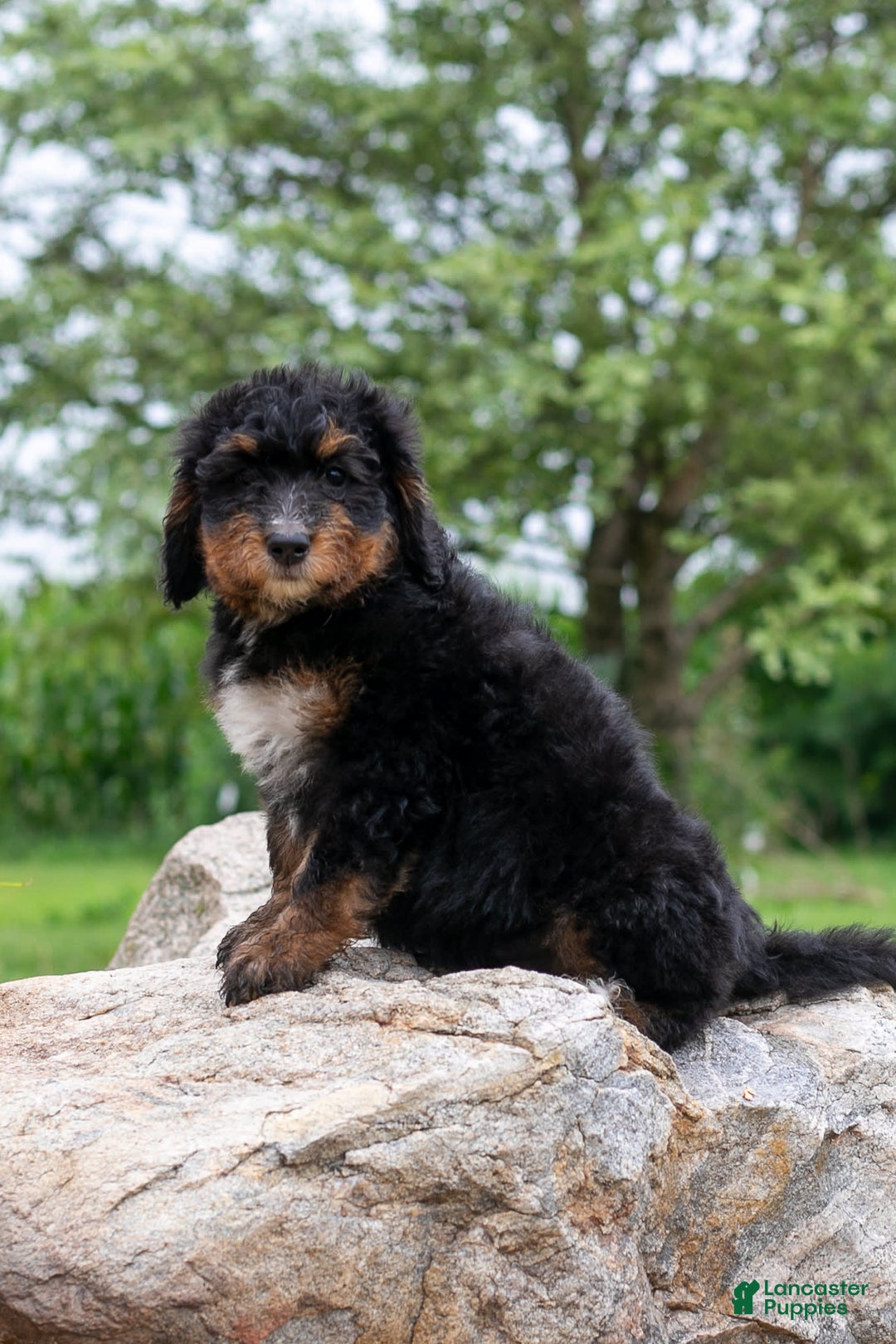 Bernedoodle dogs for sale: Sage - Image 2