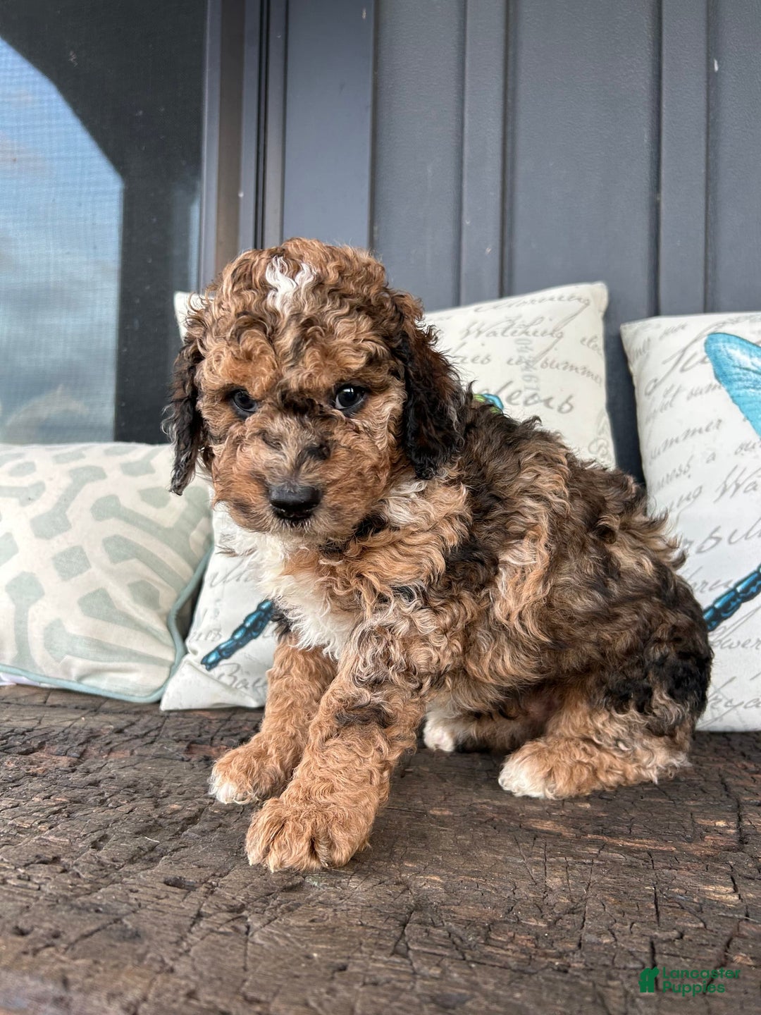 Aussiedoodle dogs for sale: Koa - Image 2