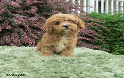Cavapoo dogs for sale: Princess - Image 10