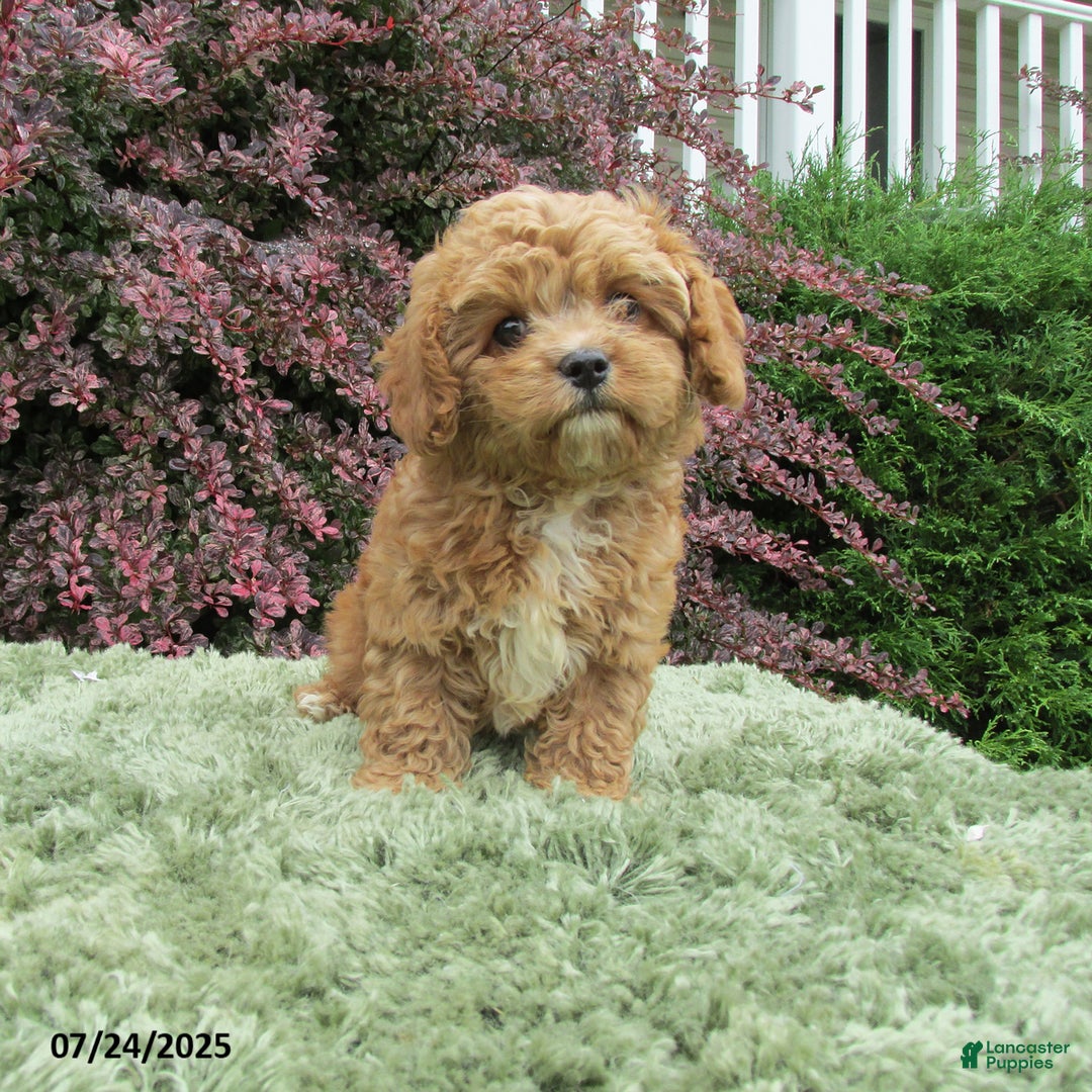 Cavapoo dogs for sale: Princess - Image 10