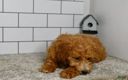 Mini Goldendoodle dogs for sale: Lucy - Image 12