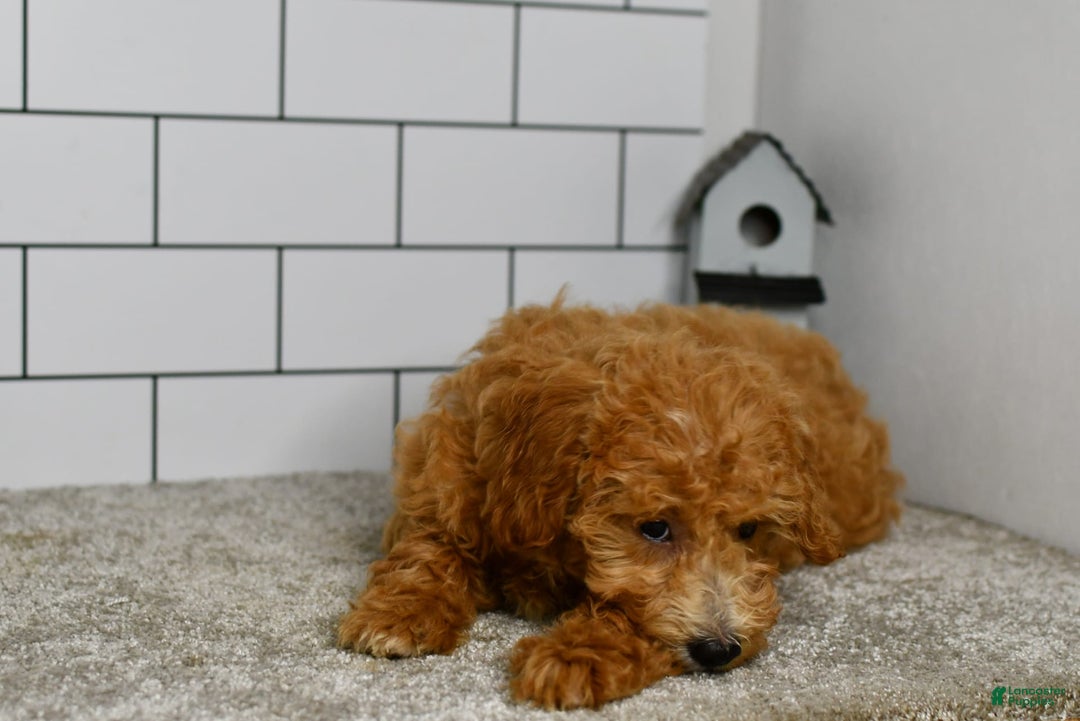 Mini Goldendoodle dogs for sale: Lucy - Image 12