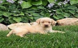 Labrador Retriever dogs for sale: Elsa - Image 3