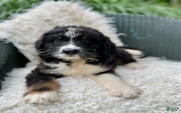 Bernedoodle dogs for sale: Chance - Image 3