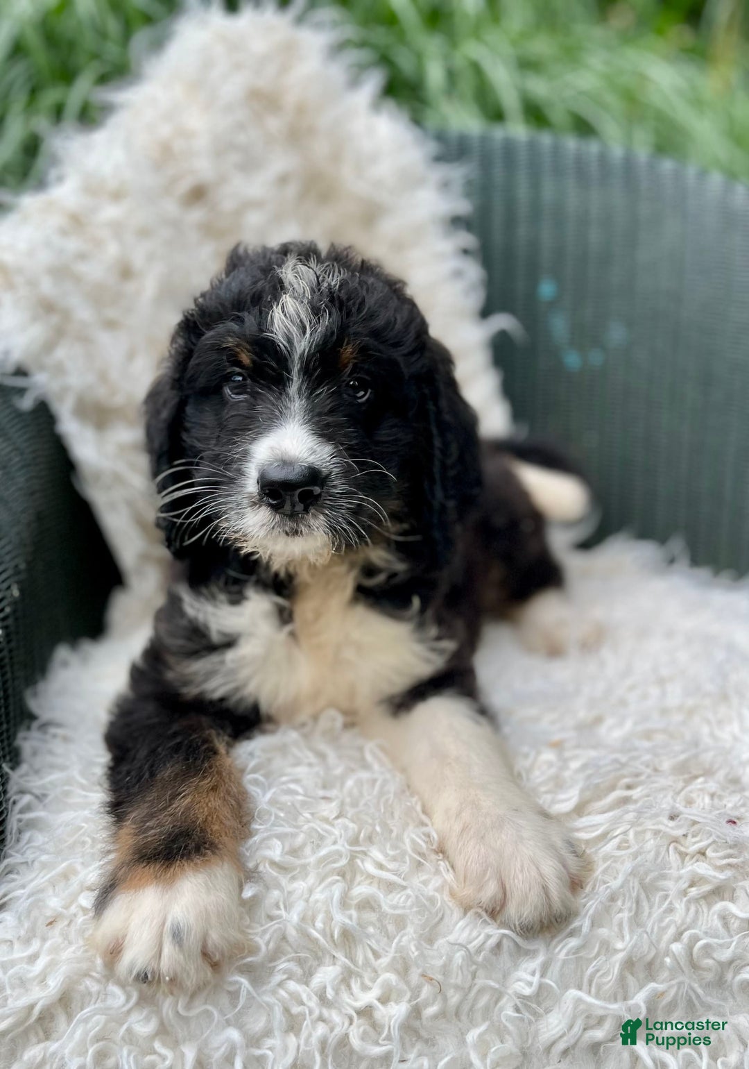 Bernedoodle dogs for sale: Chance - Image 3