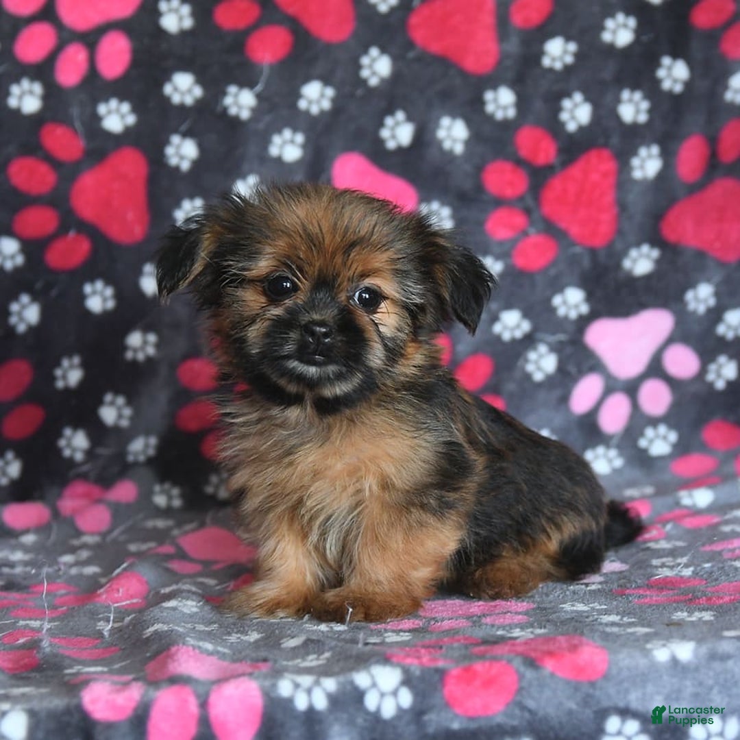 Shorkie dogs for sale: Huck - Image 8