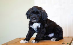 Portuguese Water Dog dogs for sale: Boots - Image 14