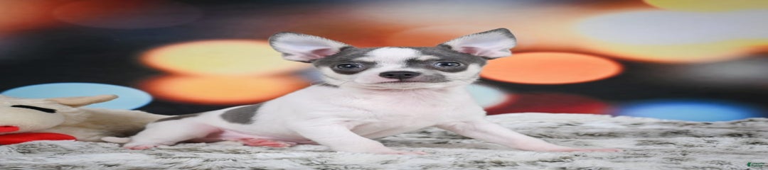 Milo