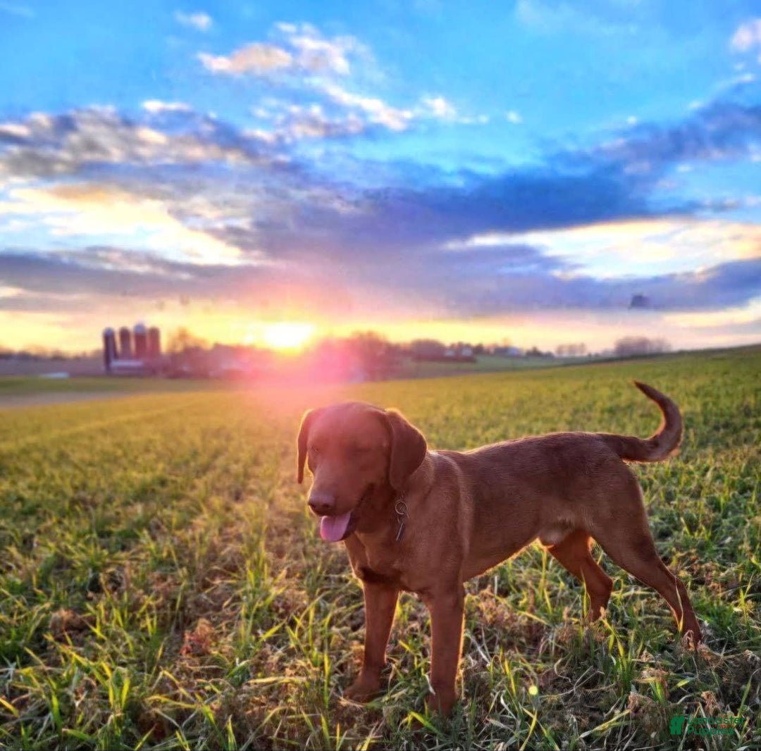 Labrador Retriever dogs for sale: Leo - Image 5