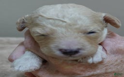 Toy Poodle dogs for sale: Chiki - Image 12