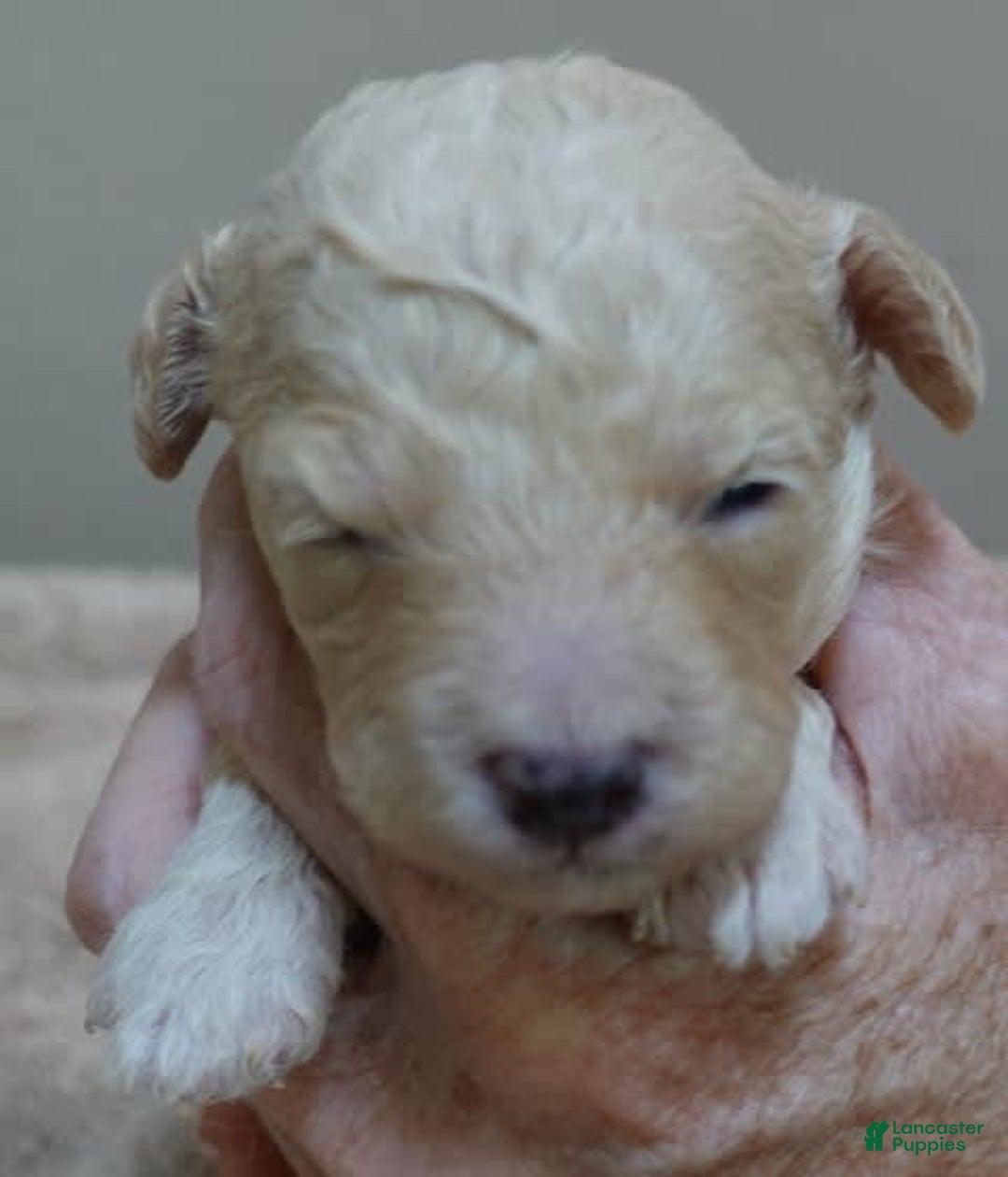Toy Poodle dogs for sale: Chiki - Image 12