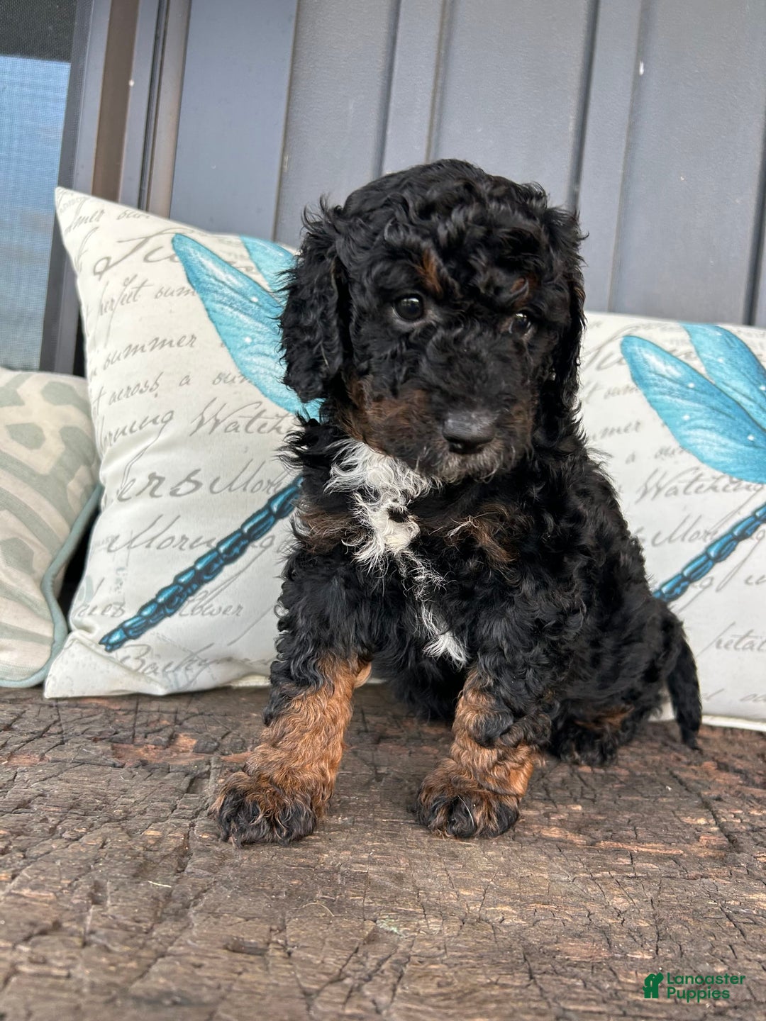 Aussiedoodle dogs for sale: Teak - Image 1