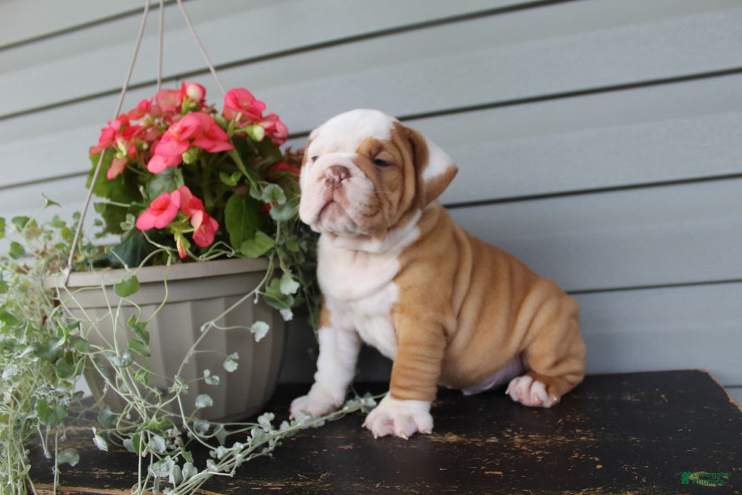 English Bulldog dogs for sale: Rippley - Image 5