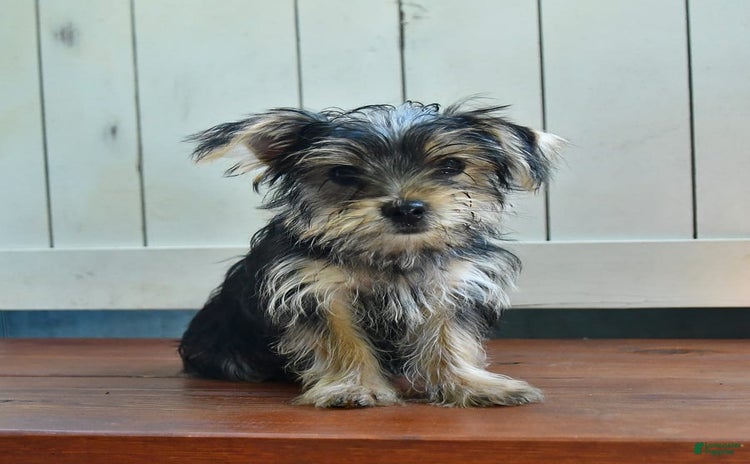 Yorkshire Terrier dogs for sale - Ad 1