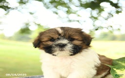 Shih Tzu dogs for sale: Lulu - Image 2