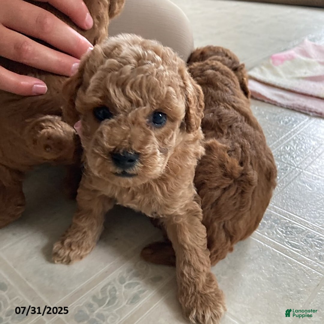 Toy Poodle dogs for sale: Ali - Extra Small - Image 2