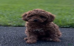 Cockapoo dogs for sale: Bruno - Image 6