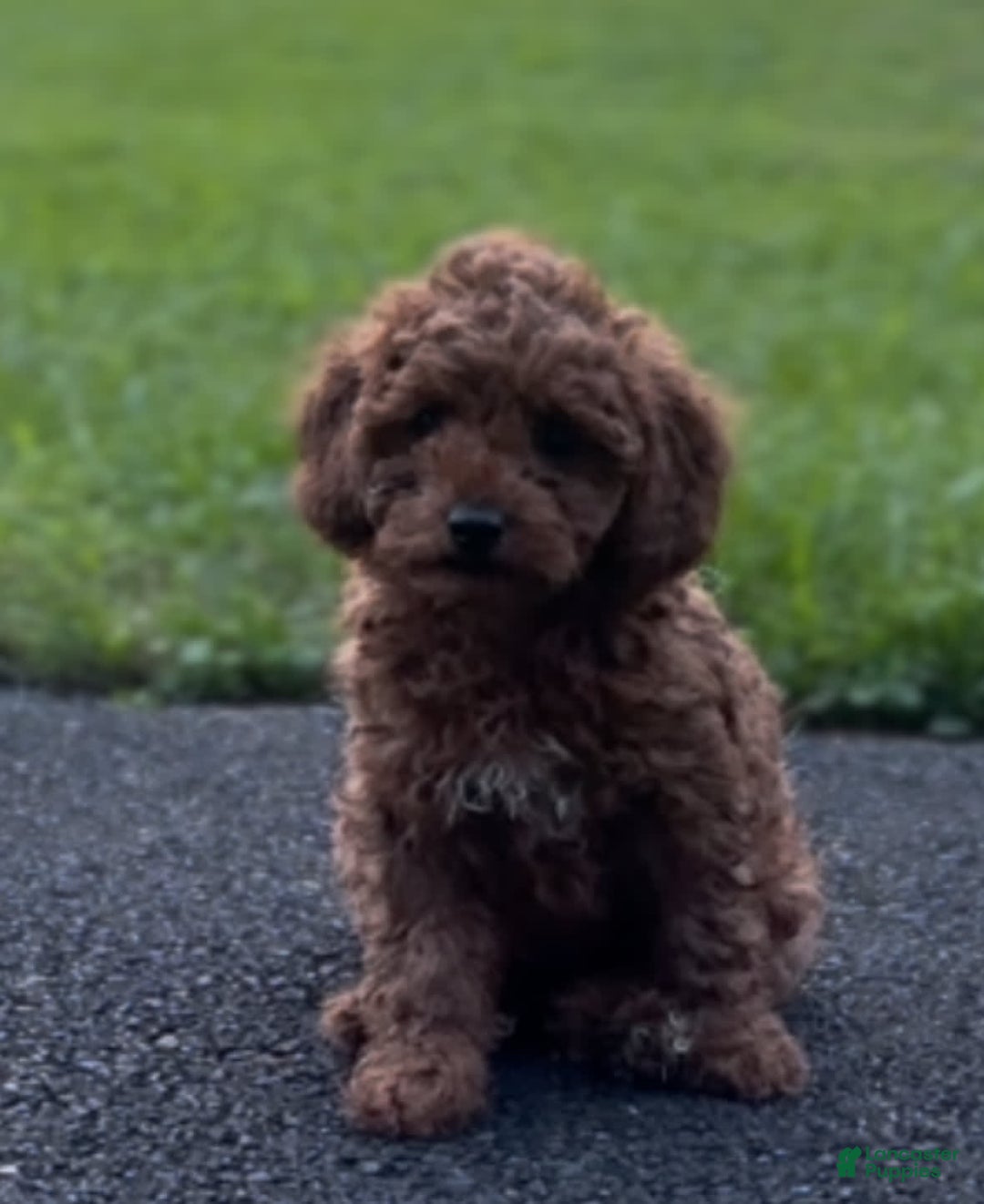 Cockapoo dogs for sale: Bruno - Image 6