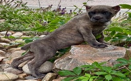Cane Corso dogs for sale: Brynn - Image 12