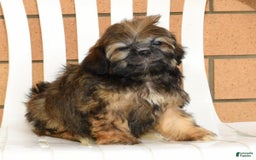 Teddy Bear dogs for sale: Sandy - Image 6