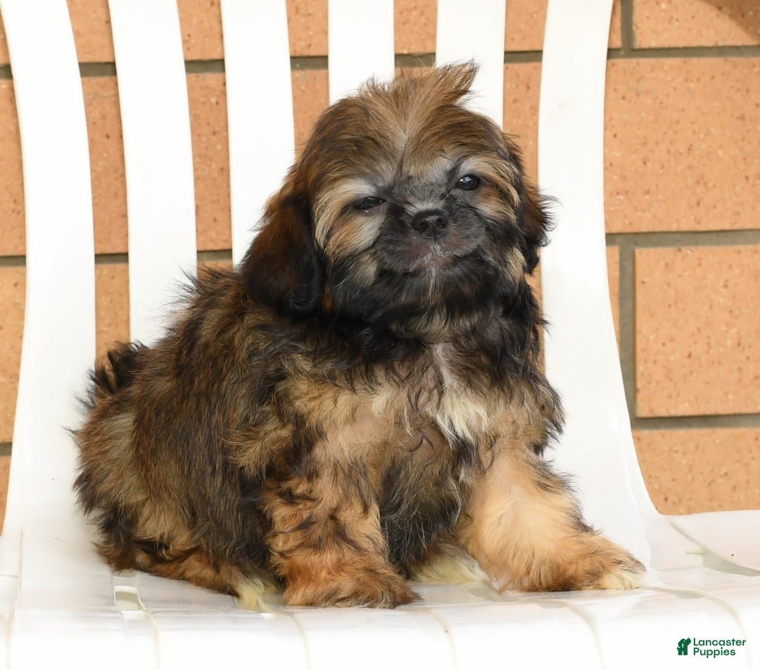 Teddy Bear dogs for sale: Sandy - Image 6