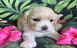 Cockapoo dogs for sale: Buff Baby Boy - Image 1