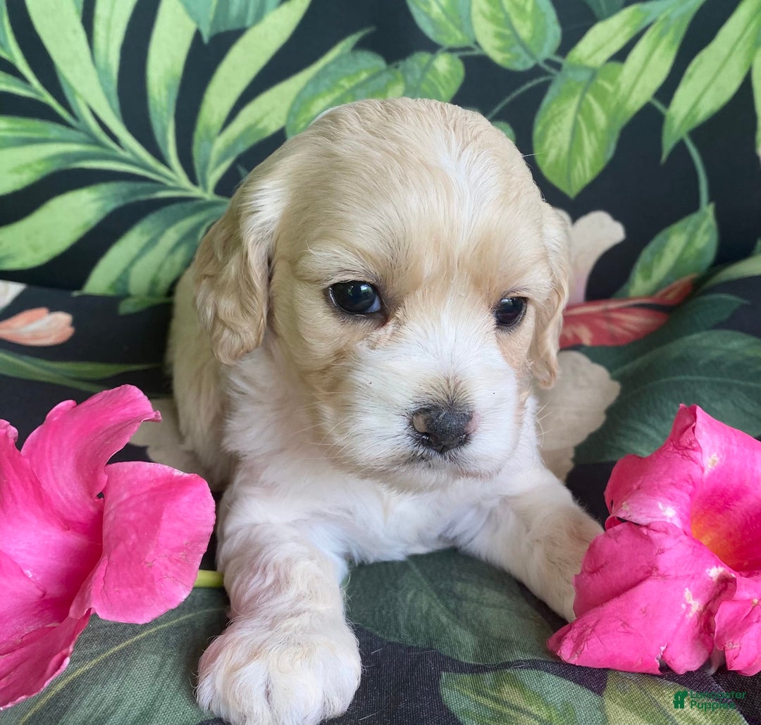 Cockapoo dogs for sale: Buff Baby Boy - Image 1