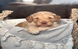 Goldendoodle dogs for sale: Archie - Image 2