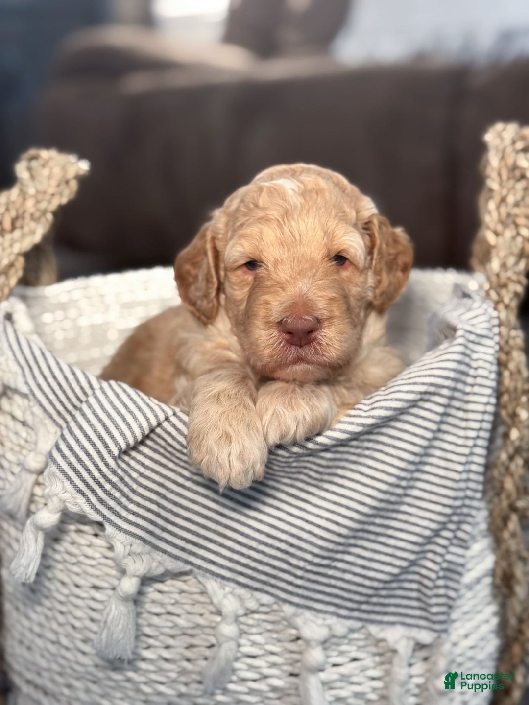 Goldendoodle dogs for sale: Archie - Image 2
