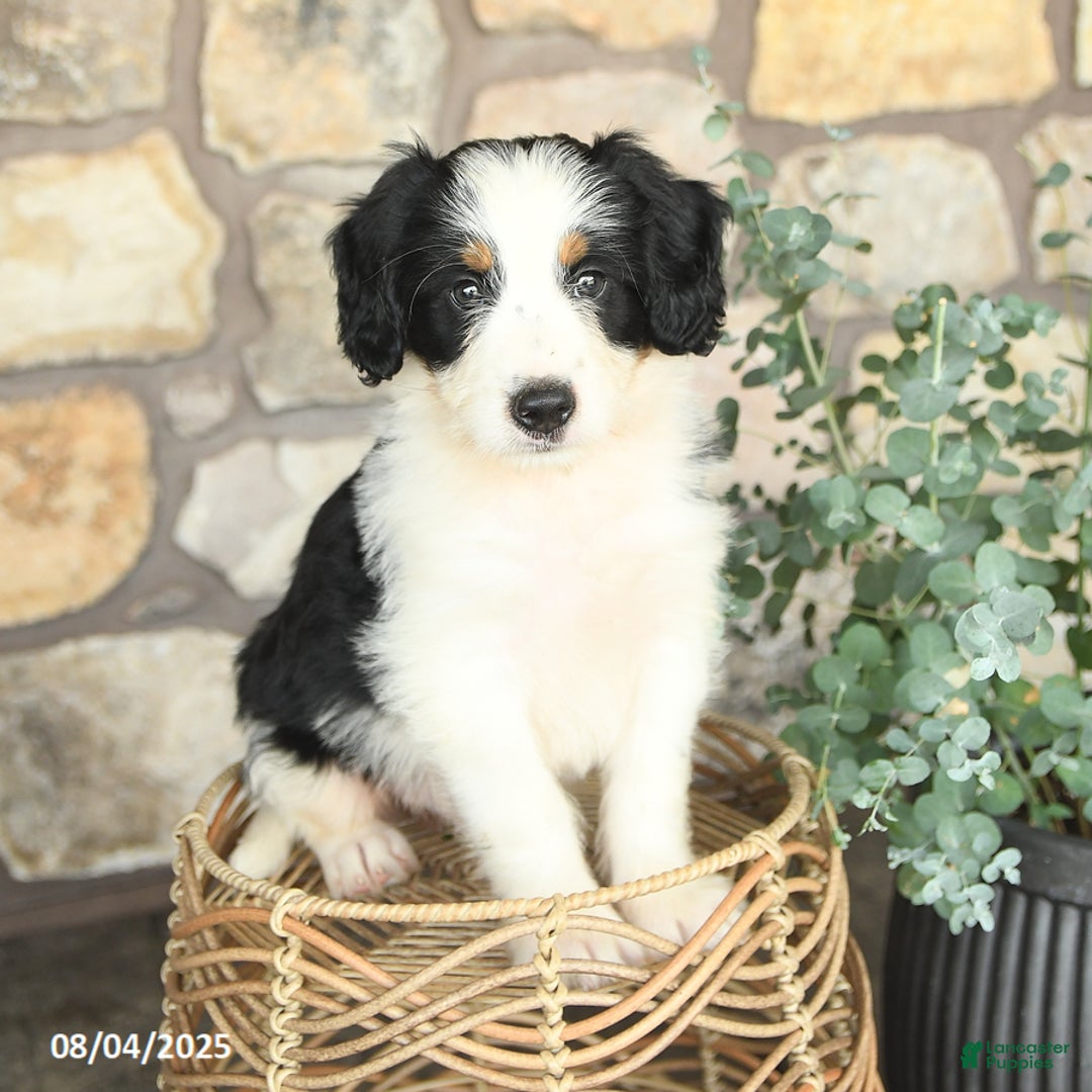 Mini Bernedoodle dogs for sale: Mini Bernedoodle 4 puppies - Image 17