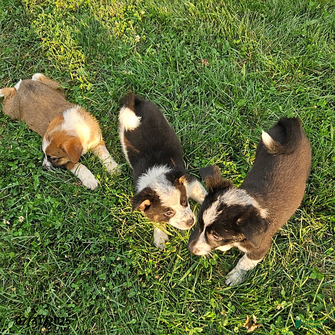 Border Collie dogs for sale: Willie - Image 2