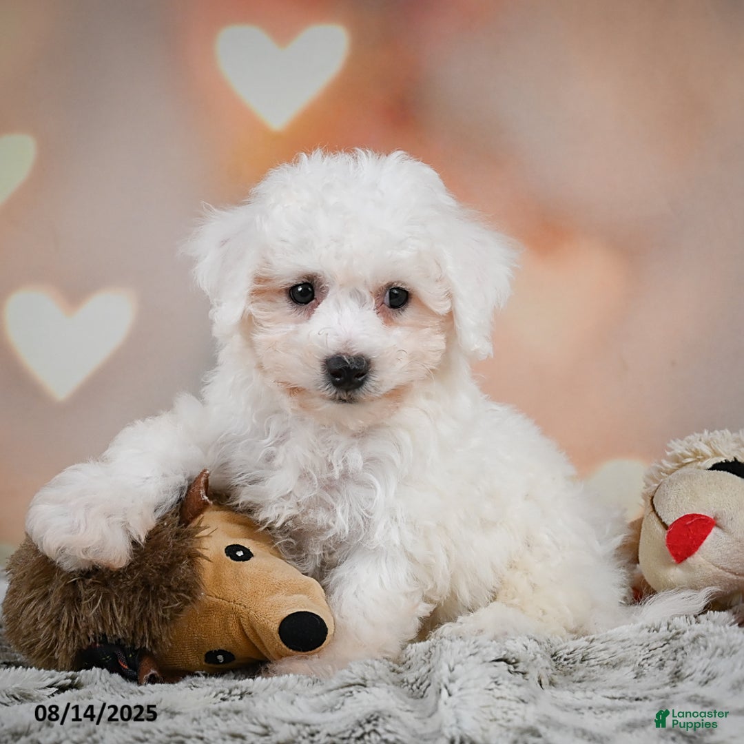 Bichon Frise dogs for sale: Benny - Image 2