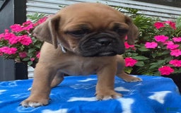 Puggle dogs for sale: Eddy - Image 5